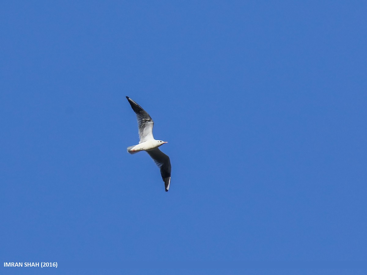 Black-headed Gull - ML205851311