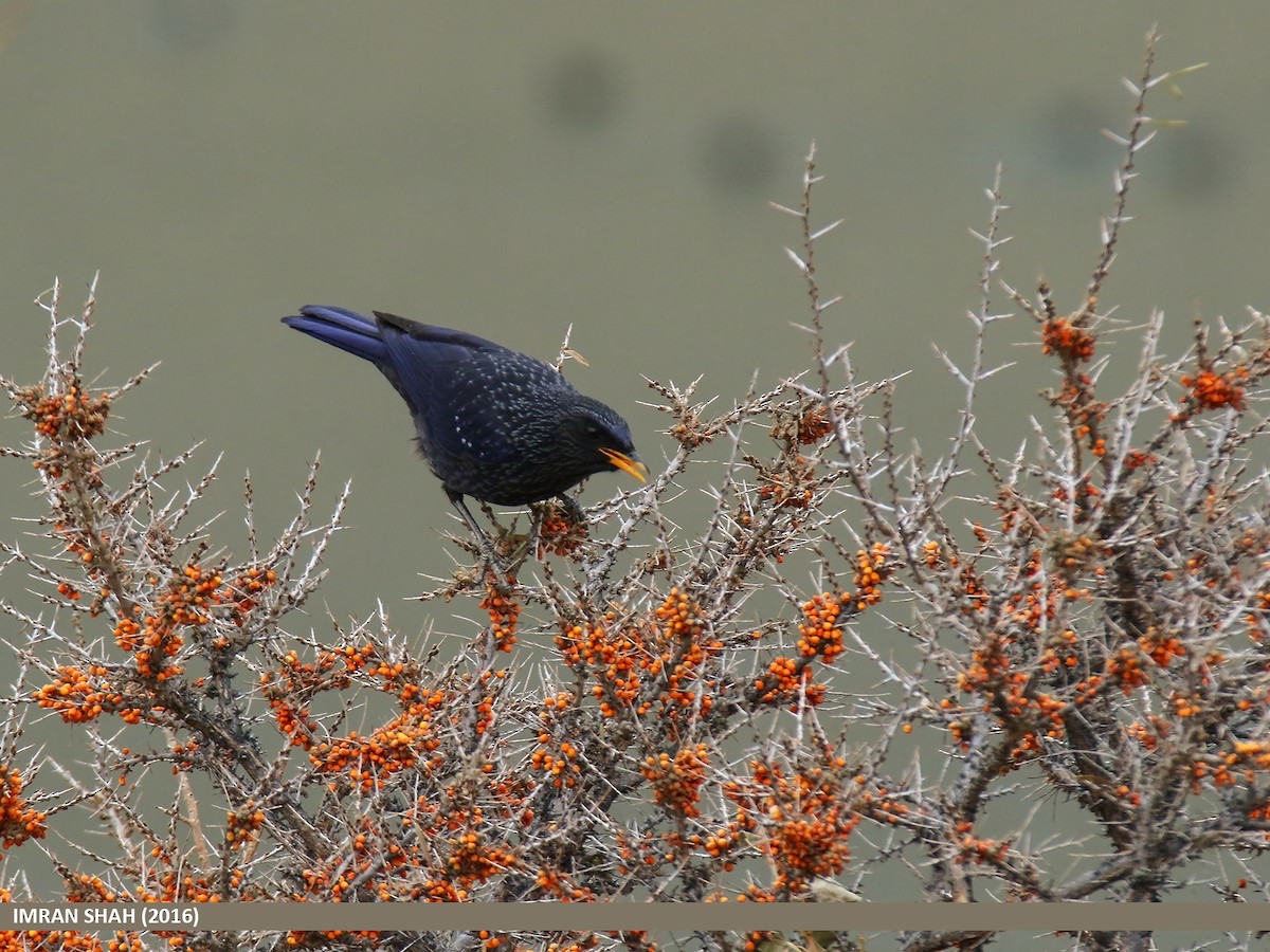 Blue Whistling-Thrush - ML205851351