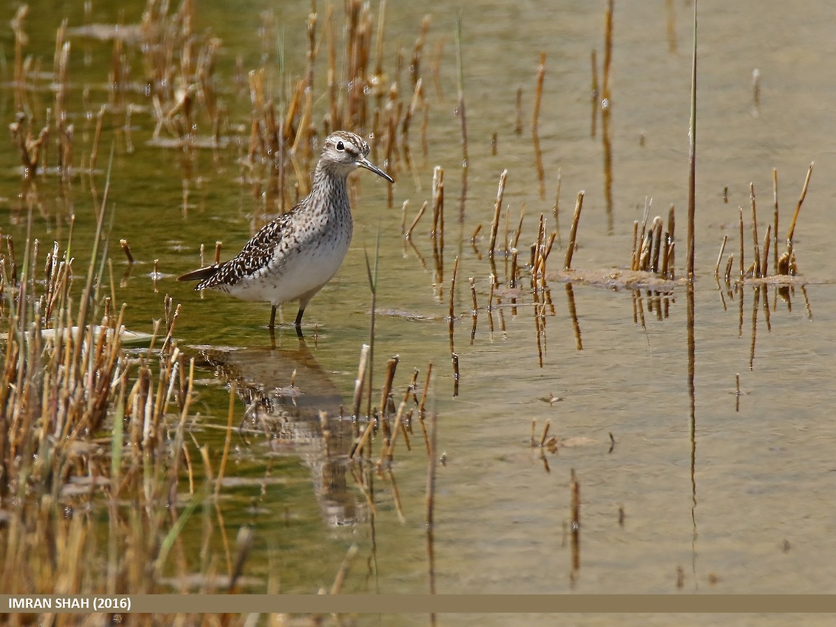 Wood Sandpiper - Imran Shah