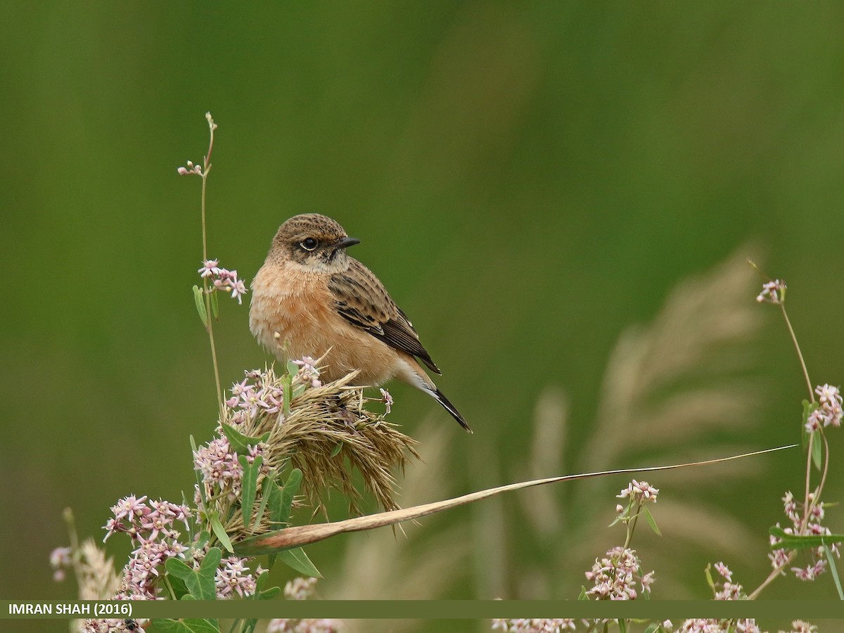 Siberian Stonechat (Siberian) - ML205851591