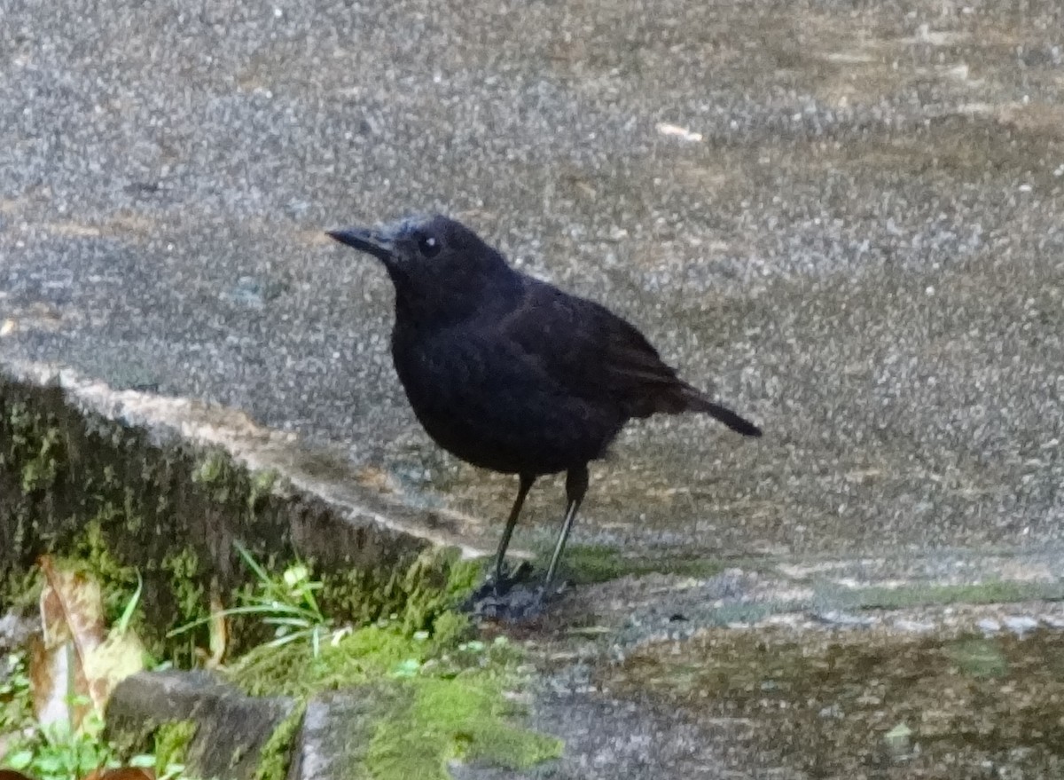 Bornean Whistling-Thrush - ML205851621