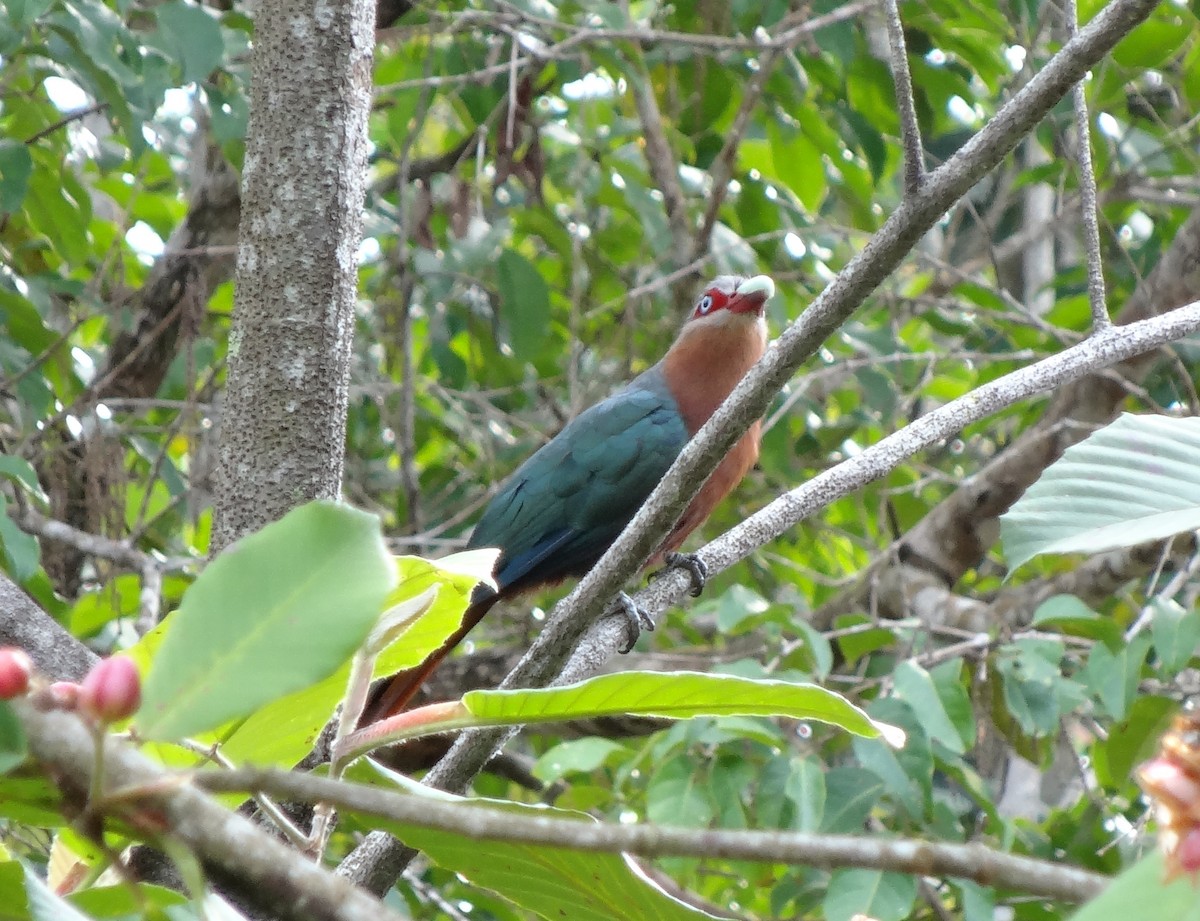 Chestnut-breasted Malkoha (Chestnut-breasted) - ML205851661