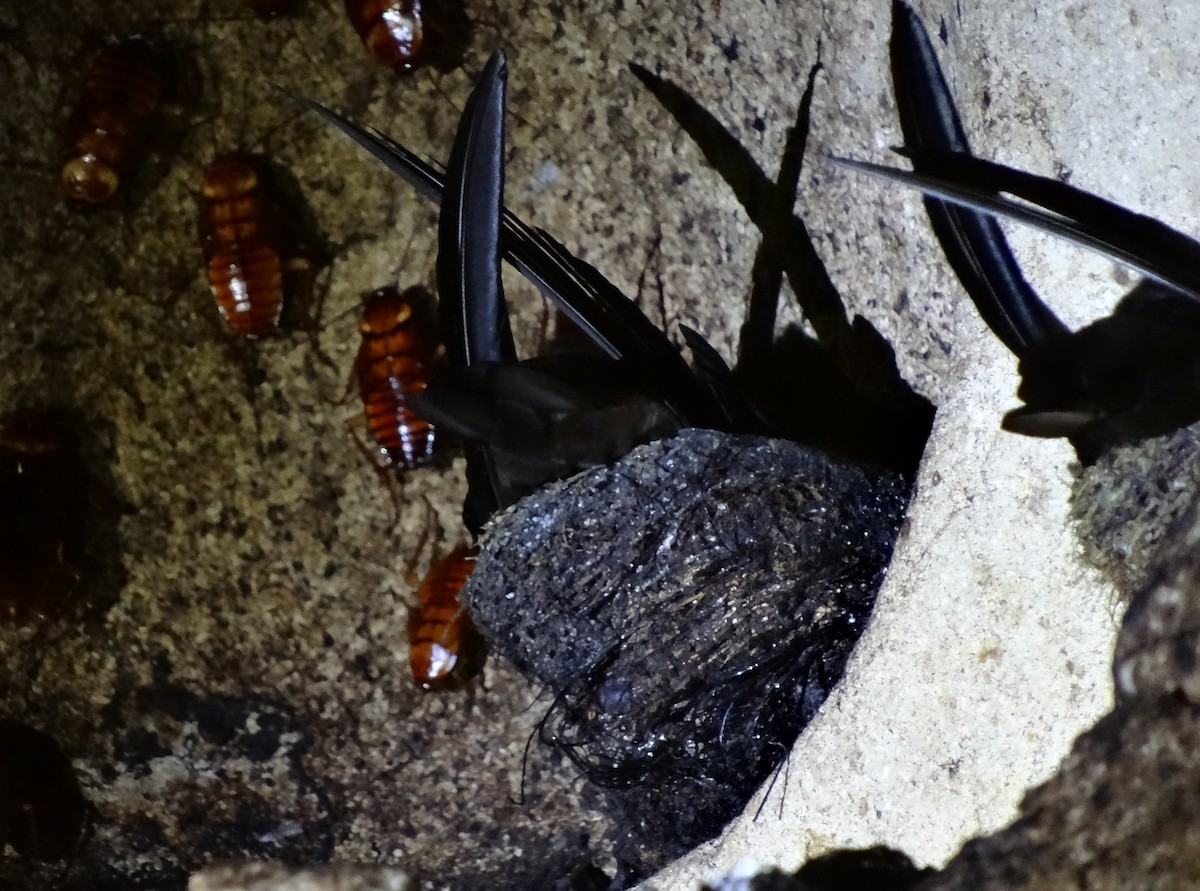 Black-nest Swiftlet - ML205851721