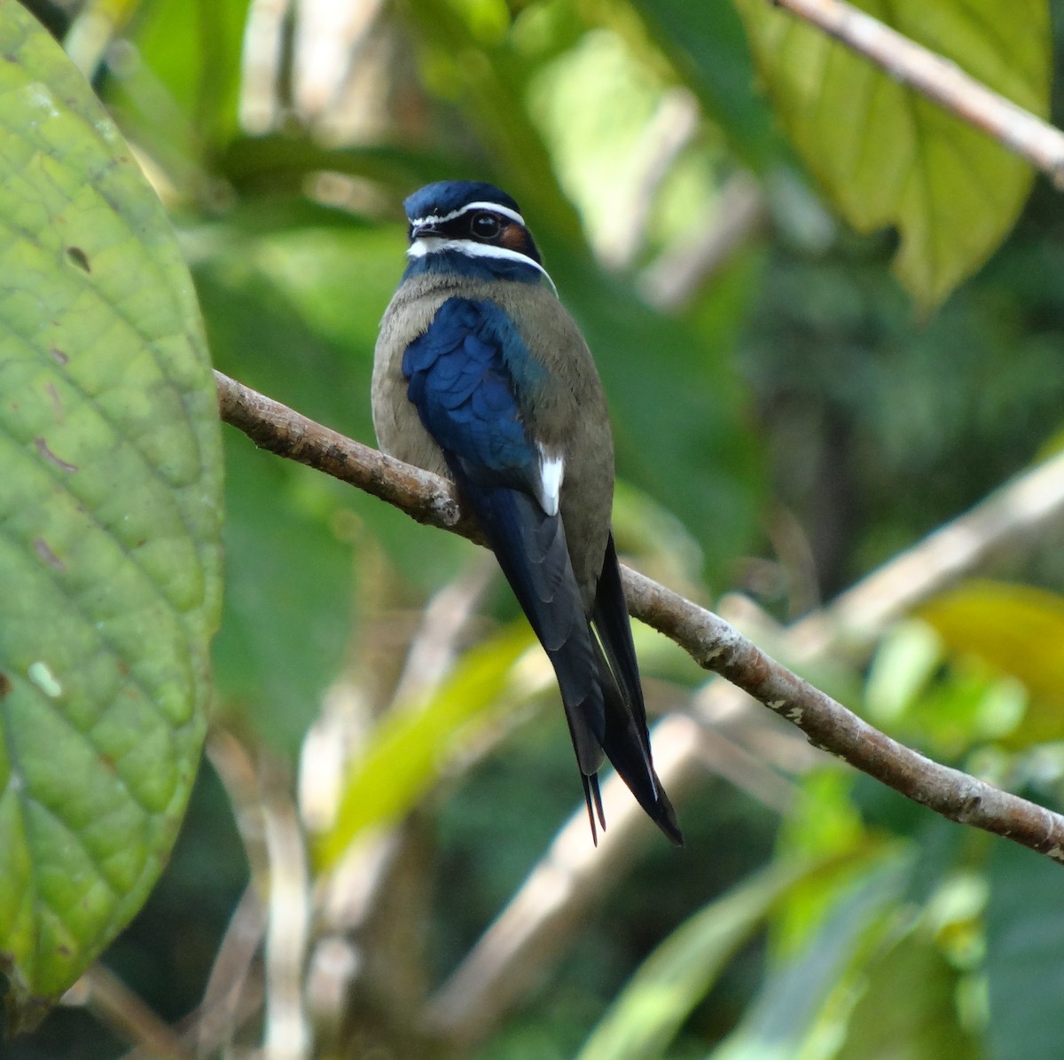 Whiskered Treeswift - ML205851931