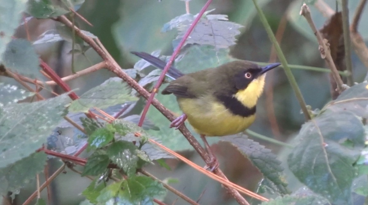Yellow-throated Apalis - Jason Anderson