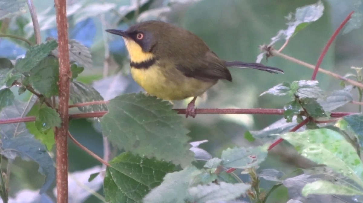 Yellow-throated Apalis - Jason Anderson