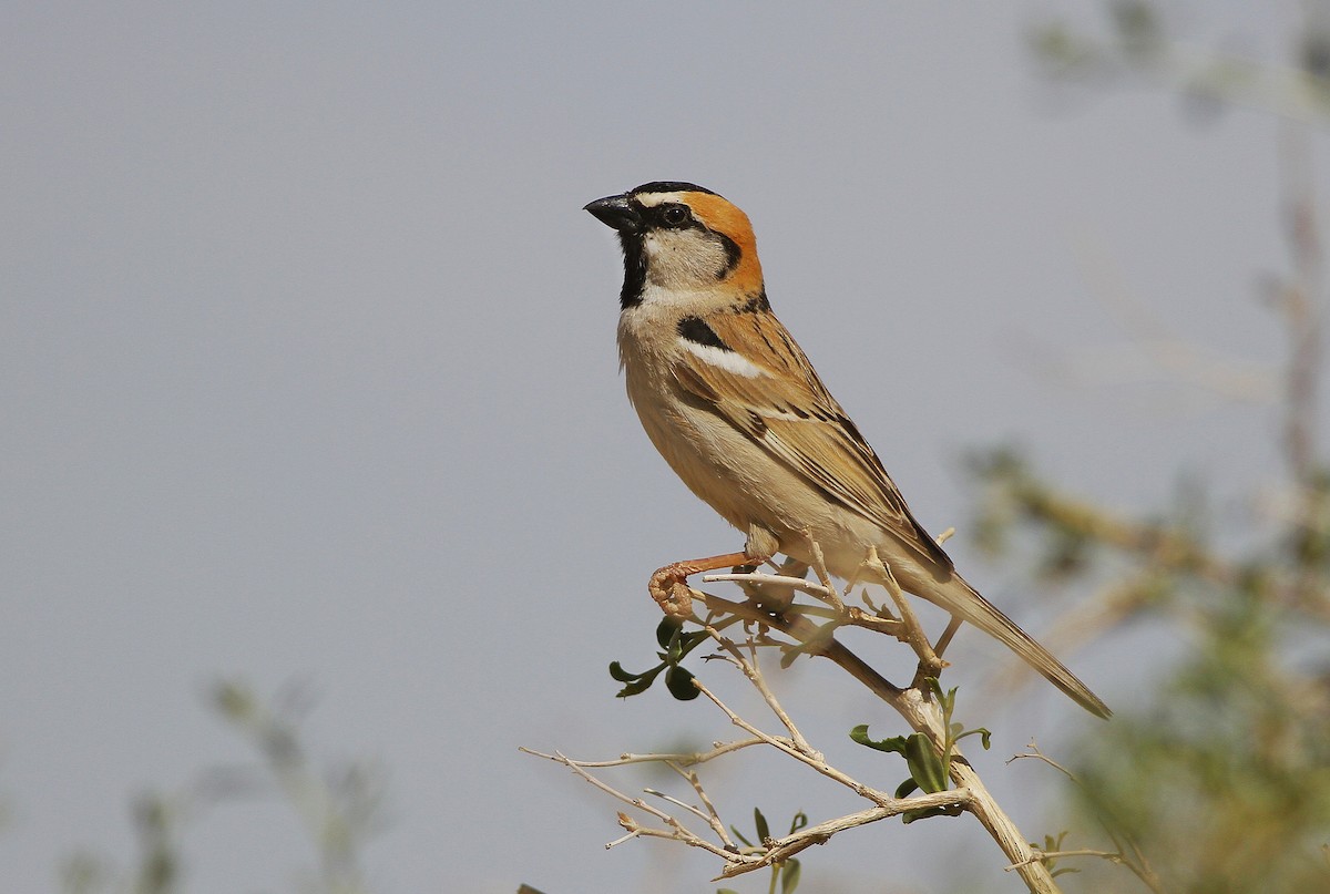 Saxaul Sparrow - Purevsuren Tsolmonjav