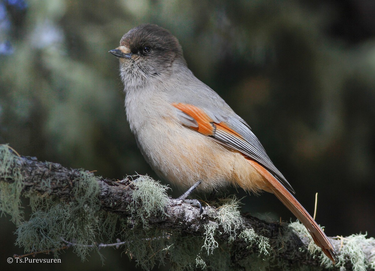 Siberian Jay - ML205852021