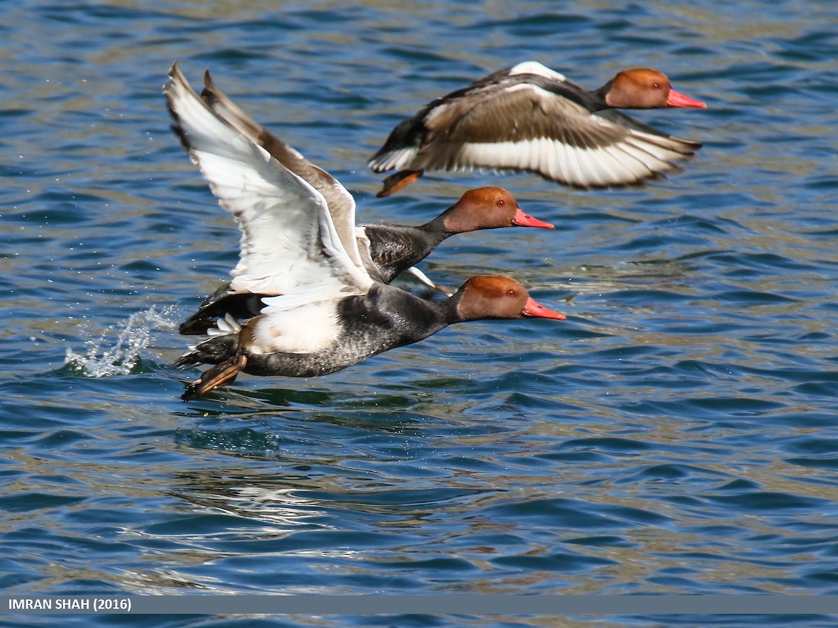 Red-crested Pochard - ML205852831