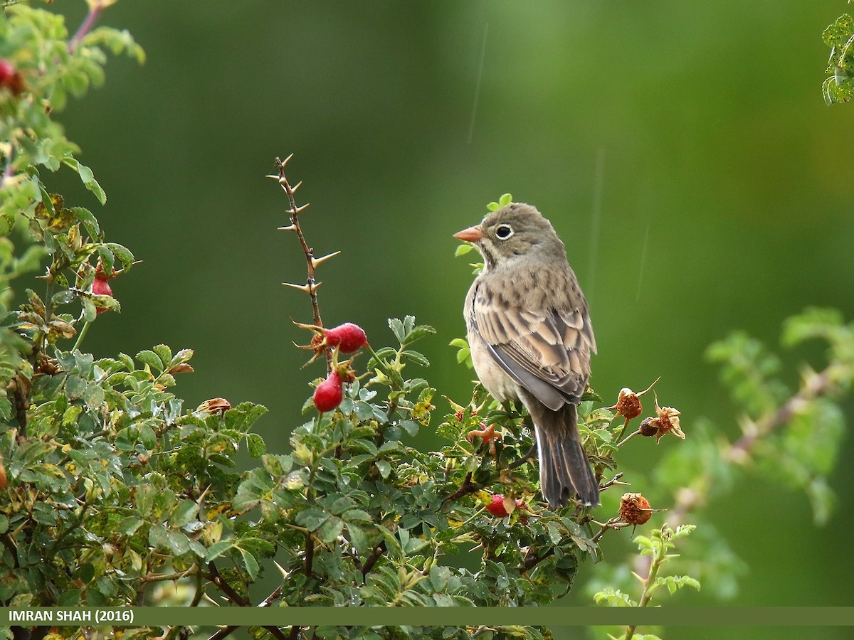 Gray-necked Bunting - Imran Shah