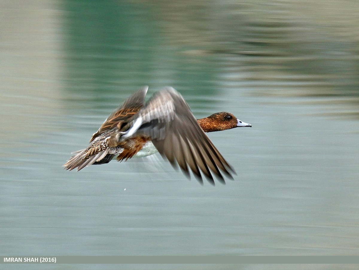 Eurasian Wigeon - Imran Shah