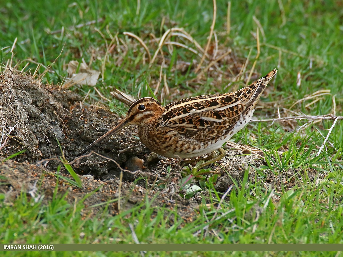 Common Snipe - ML205853231