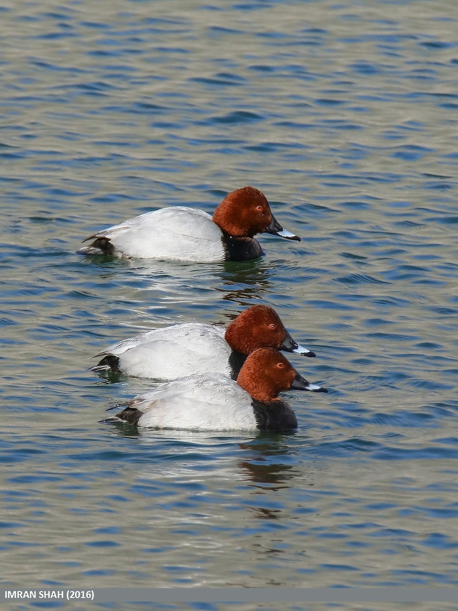 Common Pochard - ML205853281