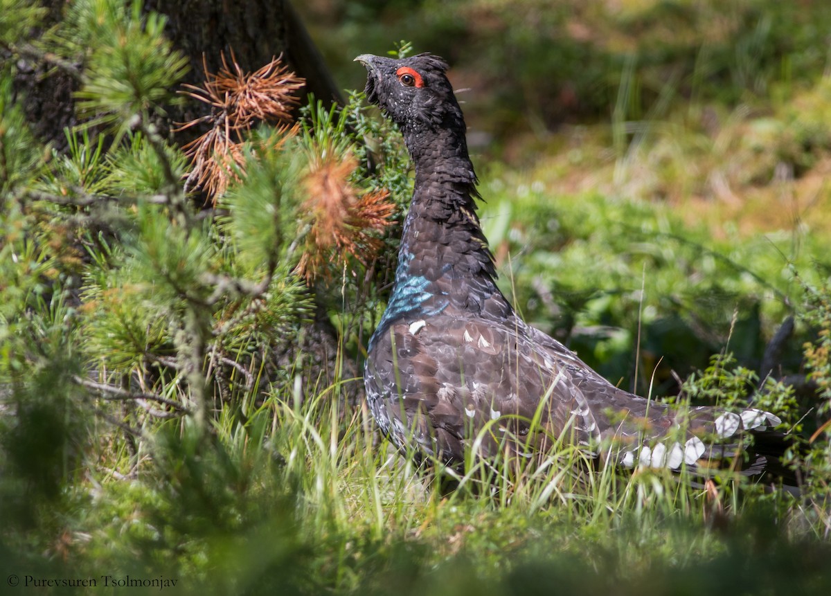 Steinauerhuhn - ML205853531