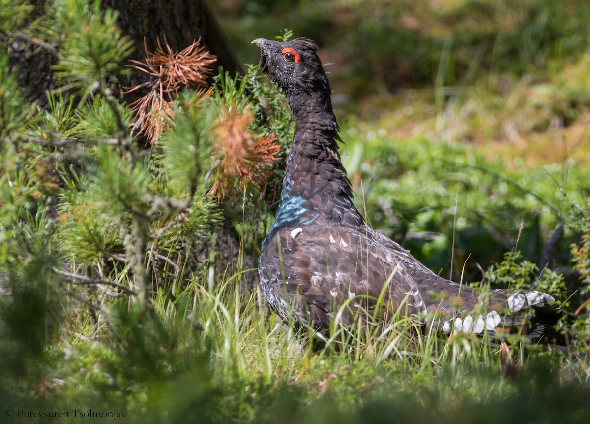 Black-billed Capercaillie - ML205853531