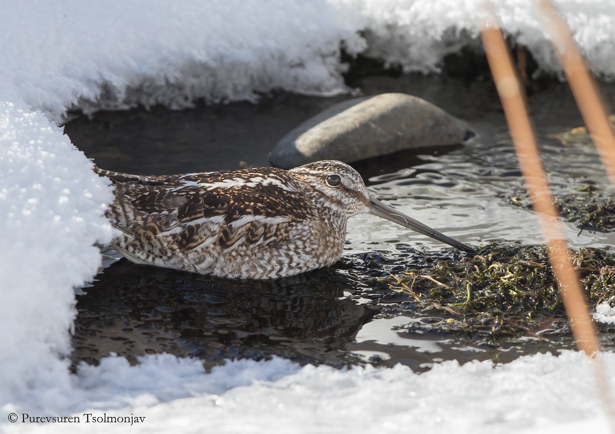 Solitary Snipe - Purevsuren Tsolmonjav