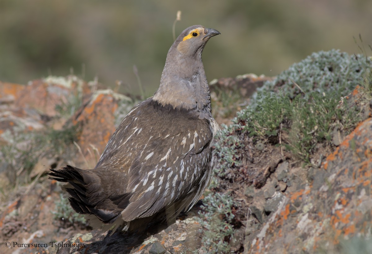 Perdigallo Altaico - ML205853591