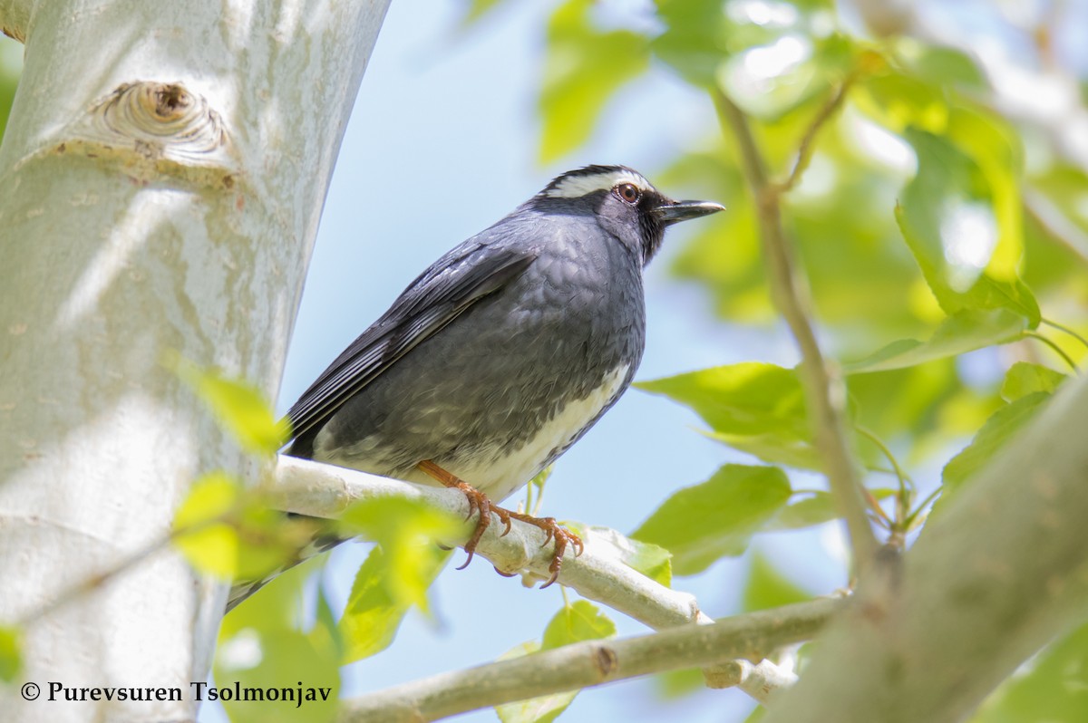 Siberian Thrush - ML205853731