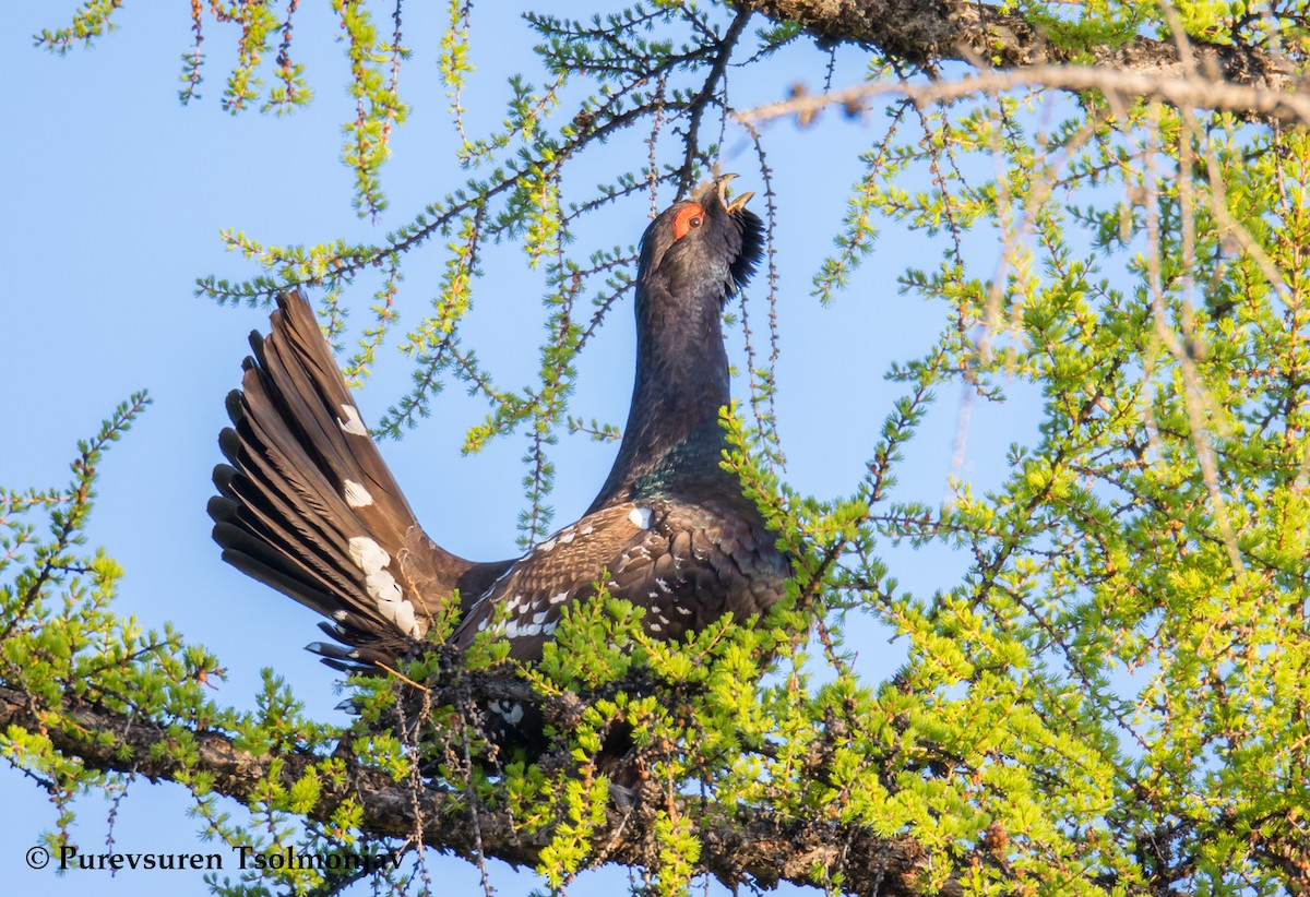 Black-billed Capercaillie - ML205853741