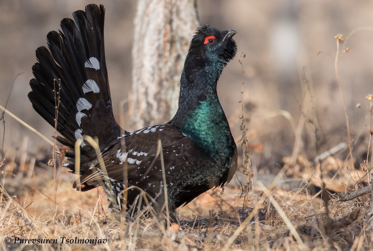 Black-billed Capercaillie - ML205853851