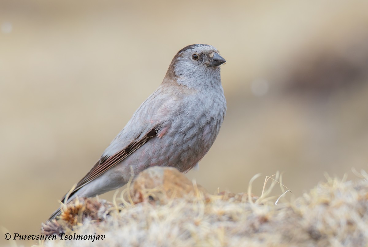 Black-headed Mountain Finch - ML205853861