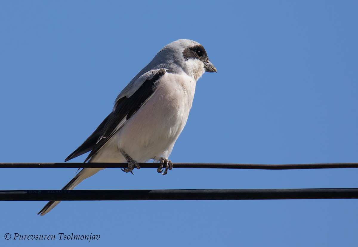 Lesser Gray Shrike - ML205853901