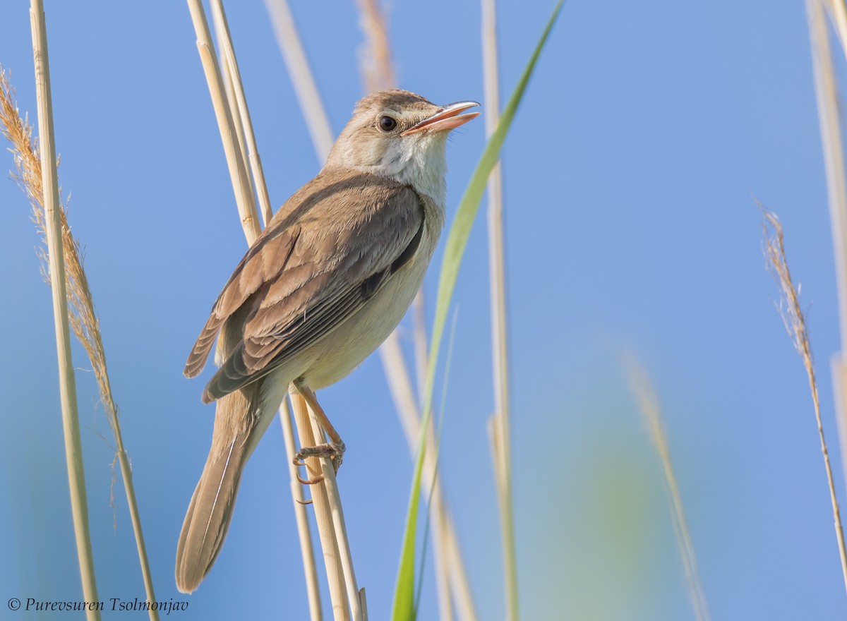 Great Reed Warbler - ML205853921