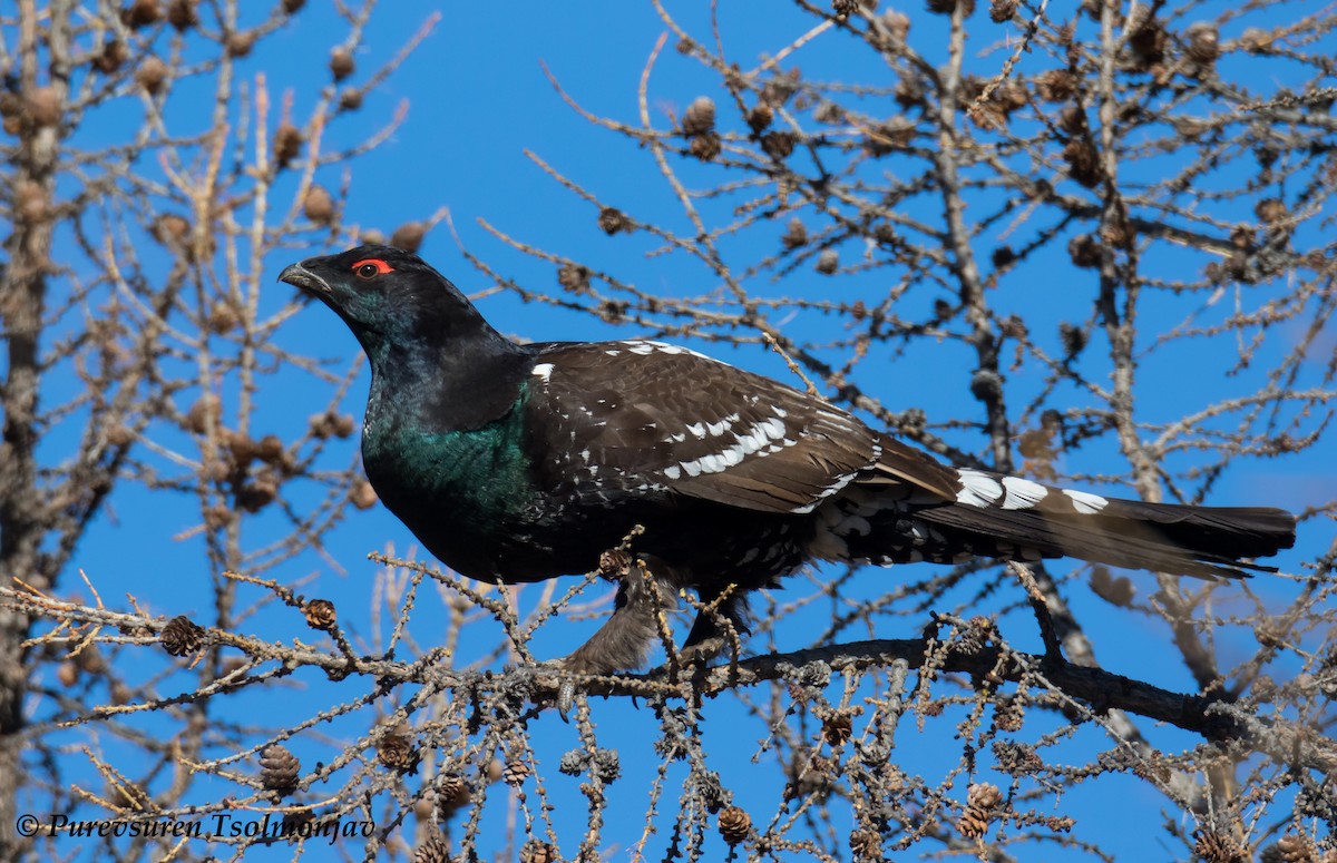 Black-billed Capercaillie - ML205853941