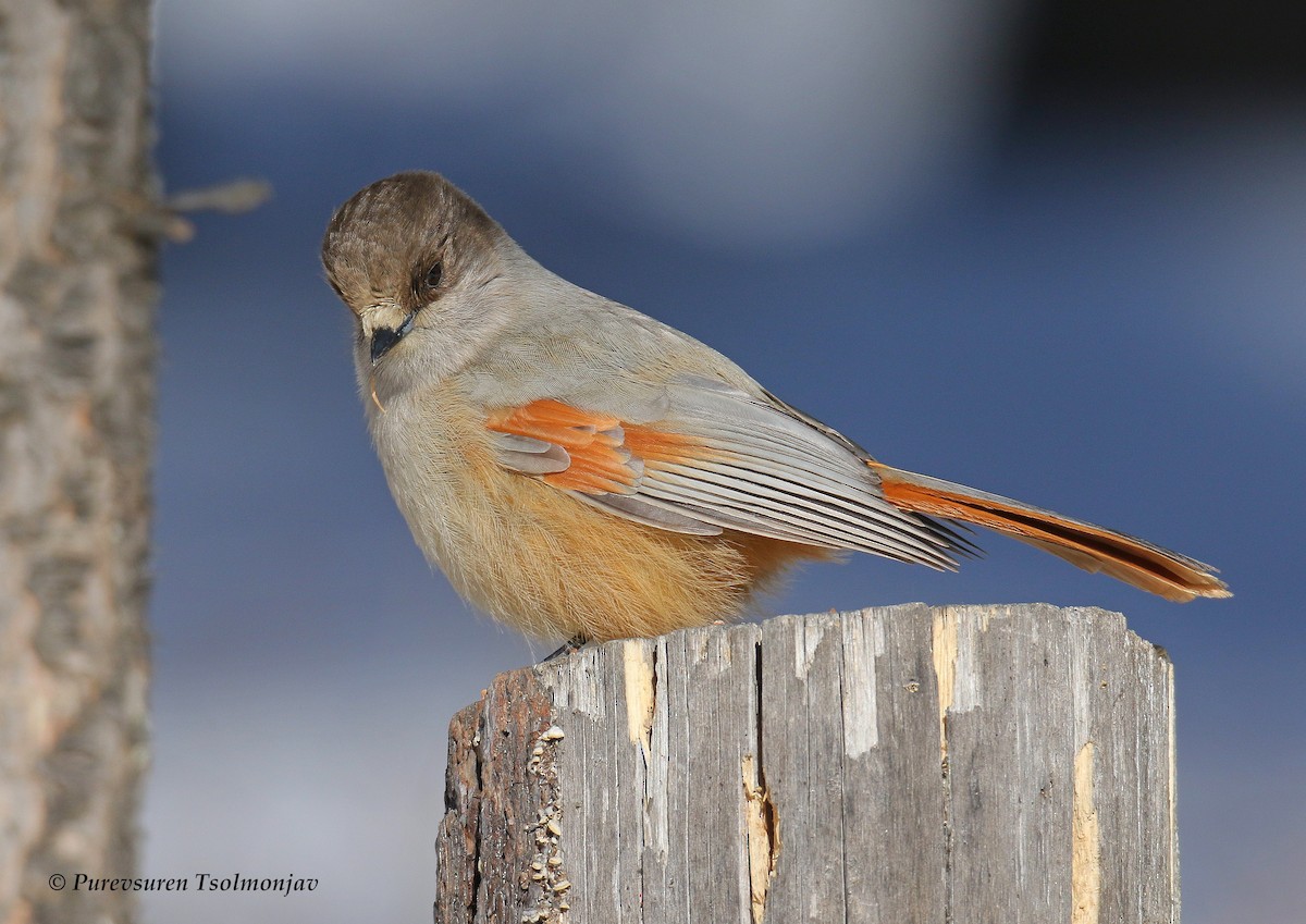 Siberian Jay - ML205853961