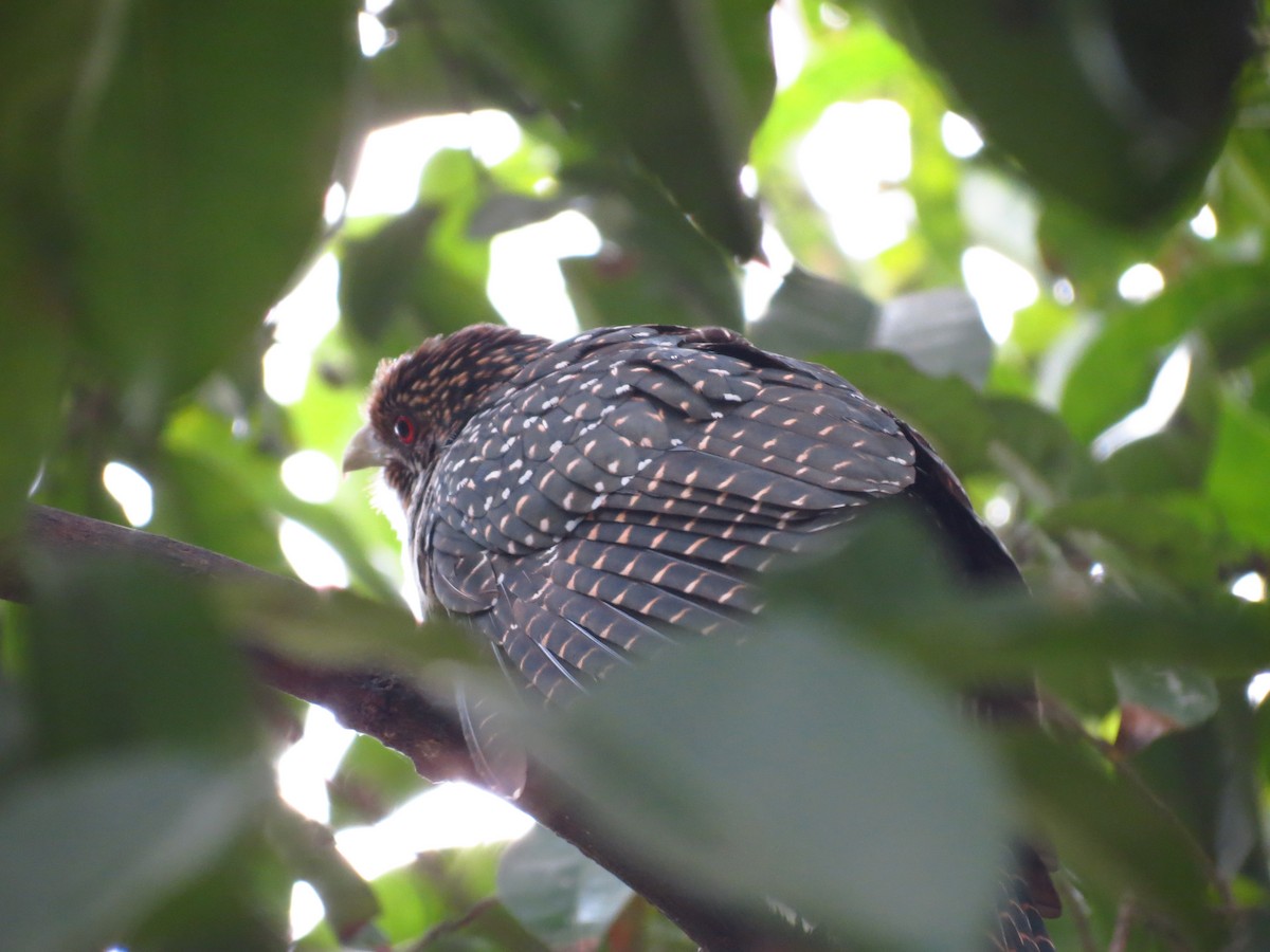 Asian Koel - Soumyadeep  Chatterjee