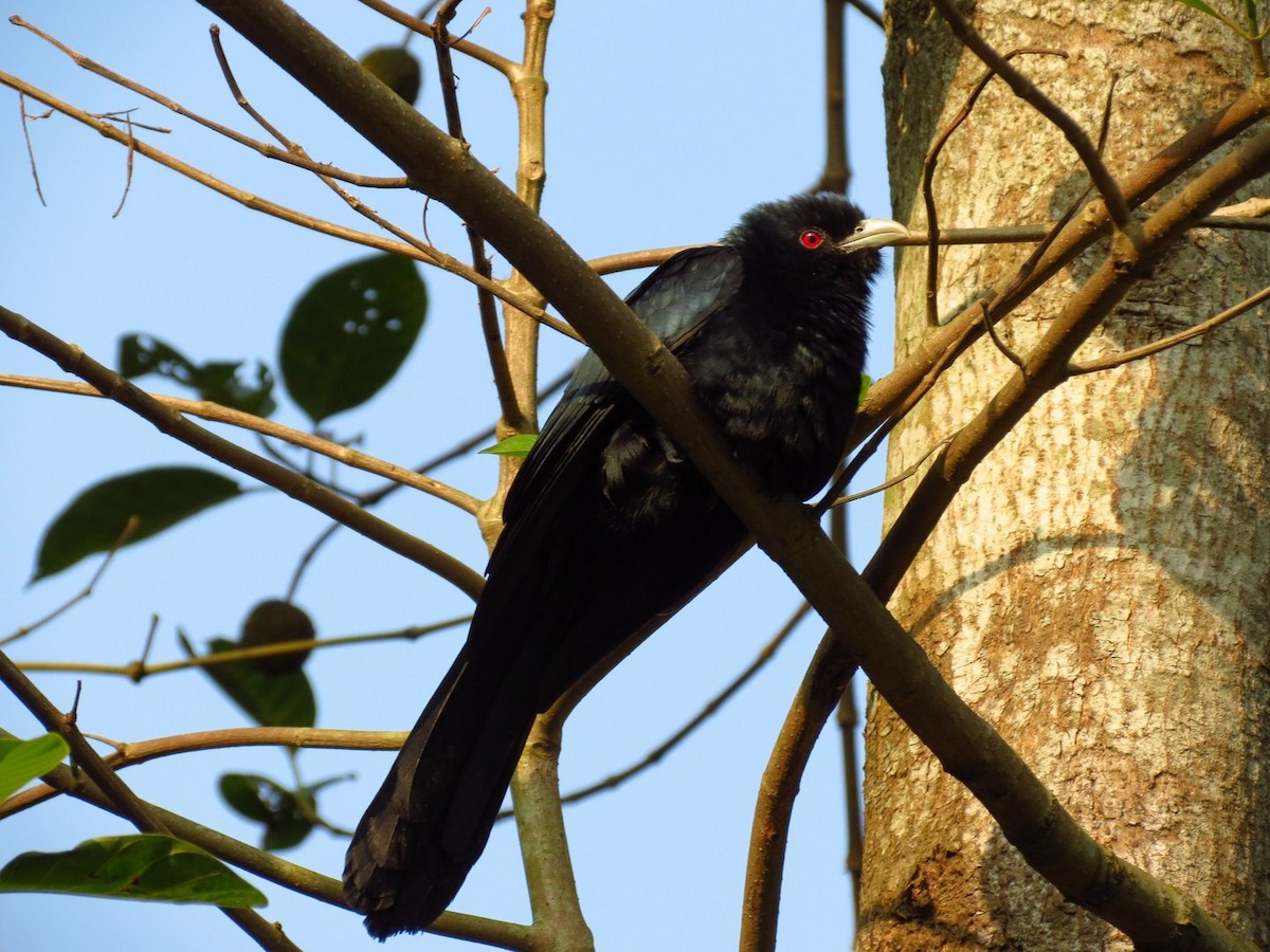 Asian Koel - Soumyadeep  Chatterjee