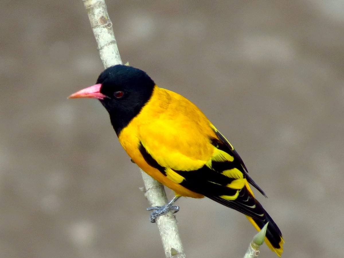 Black-hooded Oriole - Soumyadeep  Chatterjee