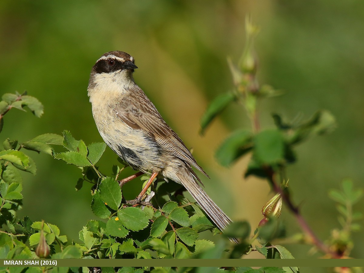 Brown Accentor - ML205856791