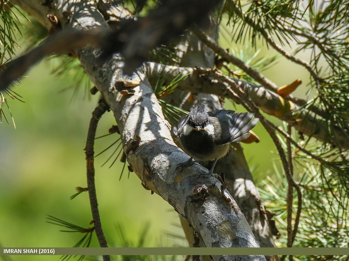 Rufous-naped Tit - ML205856841