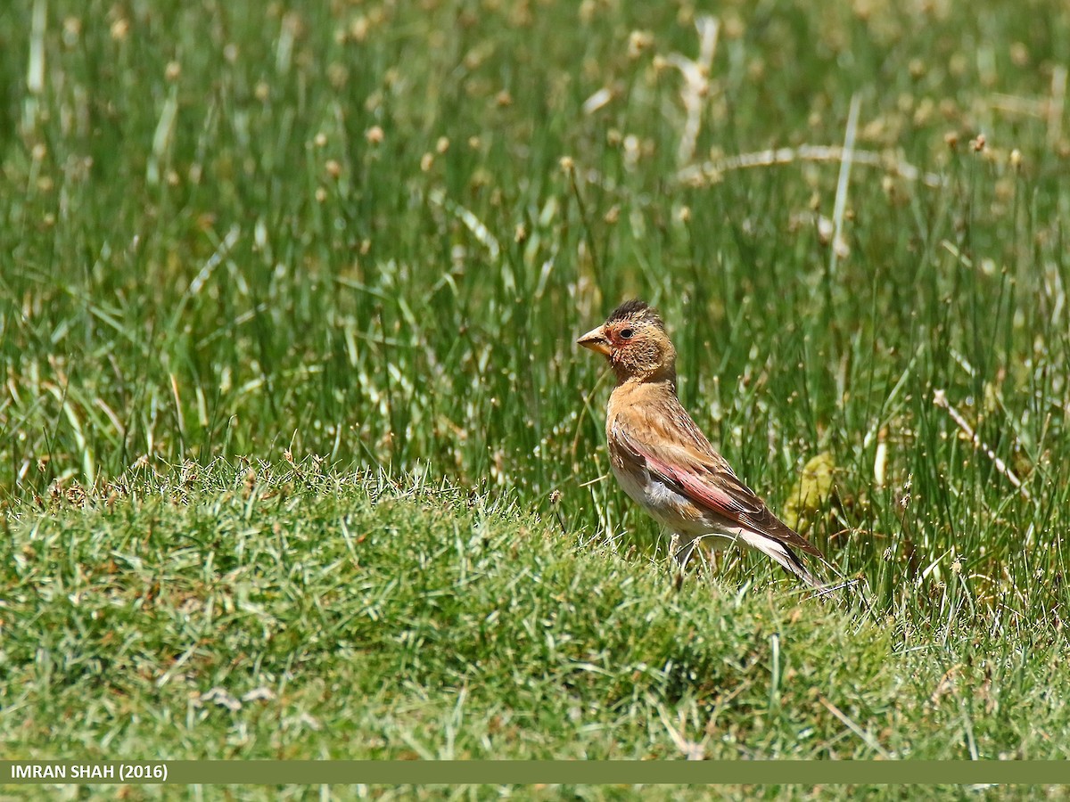 Crimson-winged Finch (Eurasian) - ML205857001