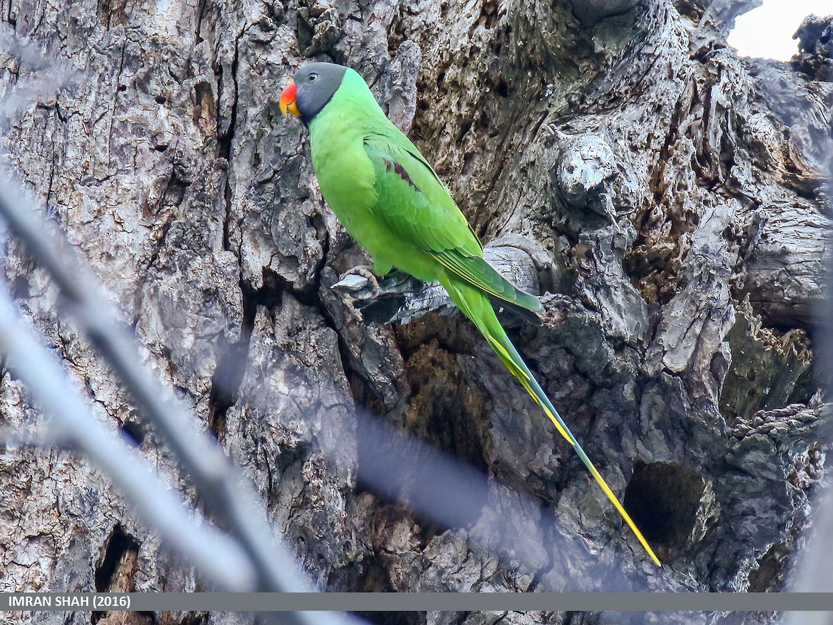 Slaty-headed Parakeet - Imran Shah