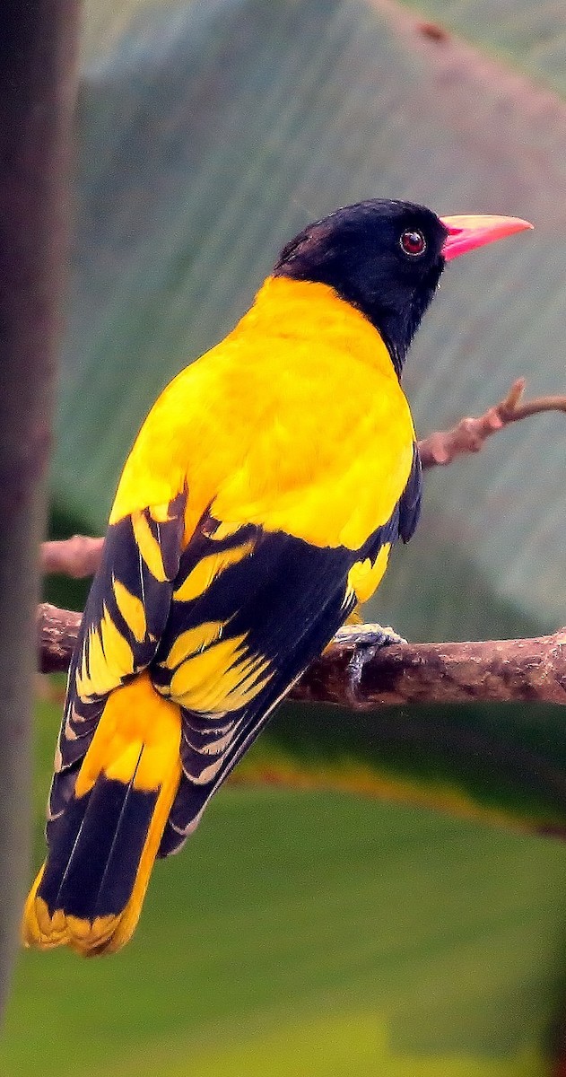 Black-hooded Oriole - Soumyadeep  Chatterjee