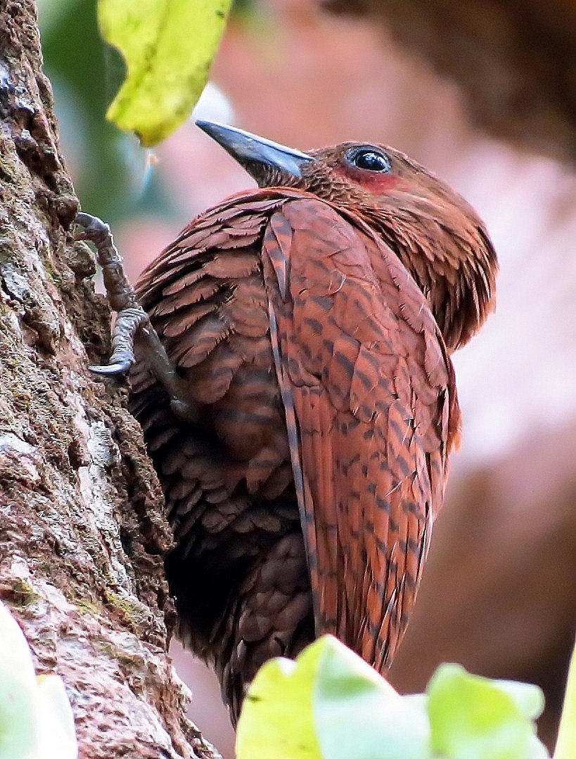 Rufous Woodpecker - ML205857371