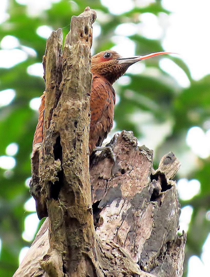 Rufous Woodpecker - Soumyadeep  Chatterjee