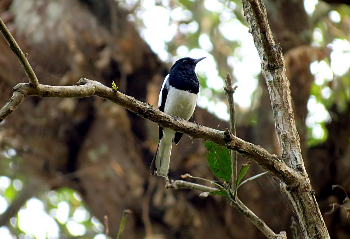 Oriental Magpie-Robin - ML205857571