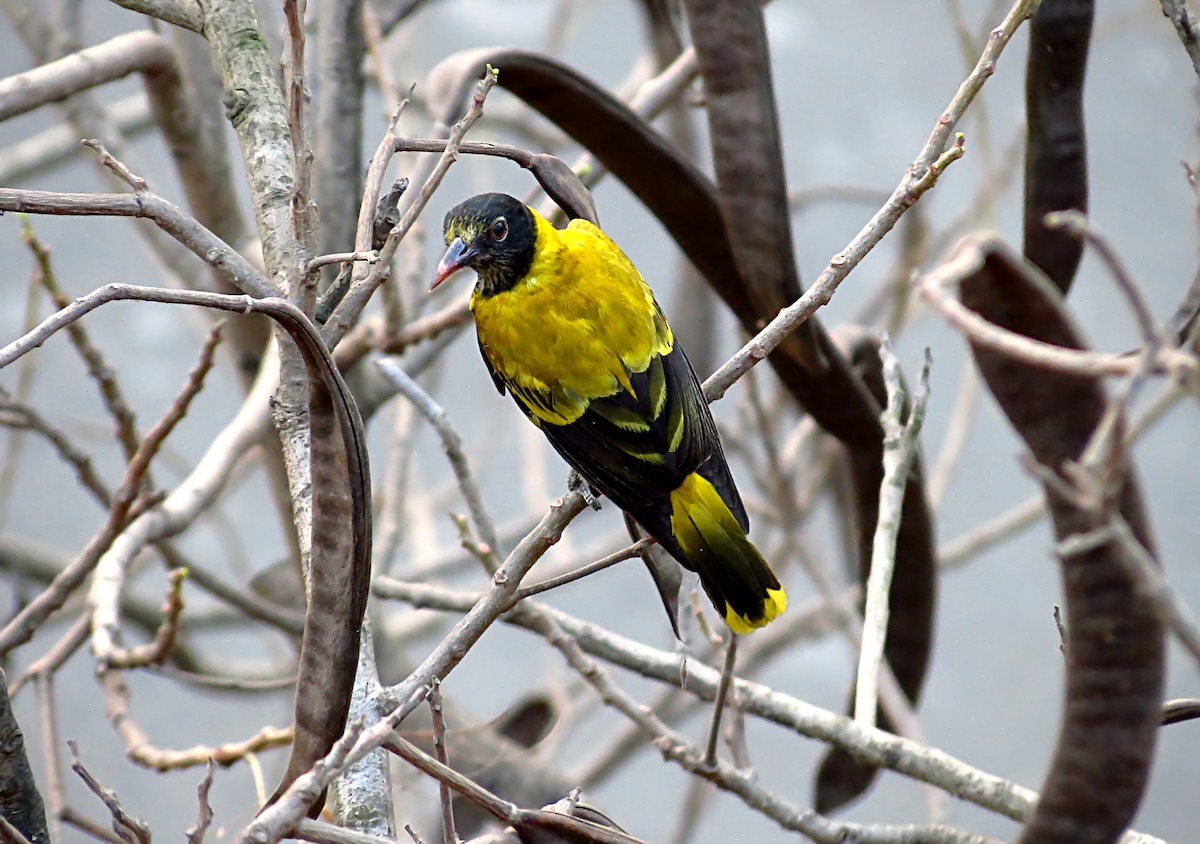 Black-hooded Oriole - Soumyadeep  Chatterjee