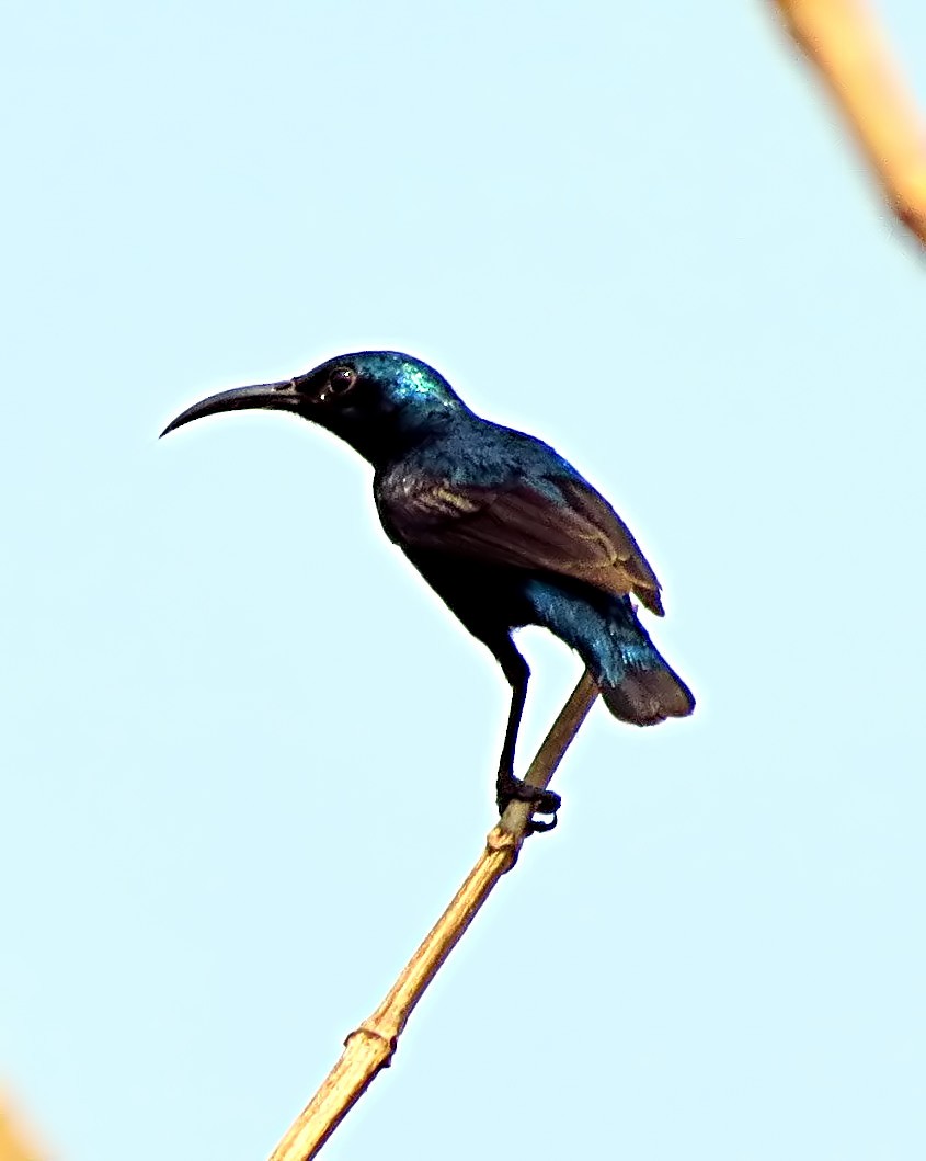 Purple Sunbird - ML205857751