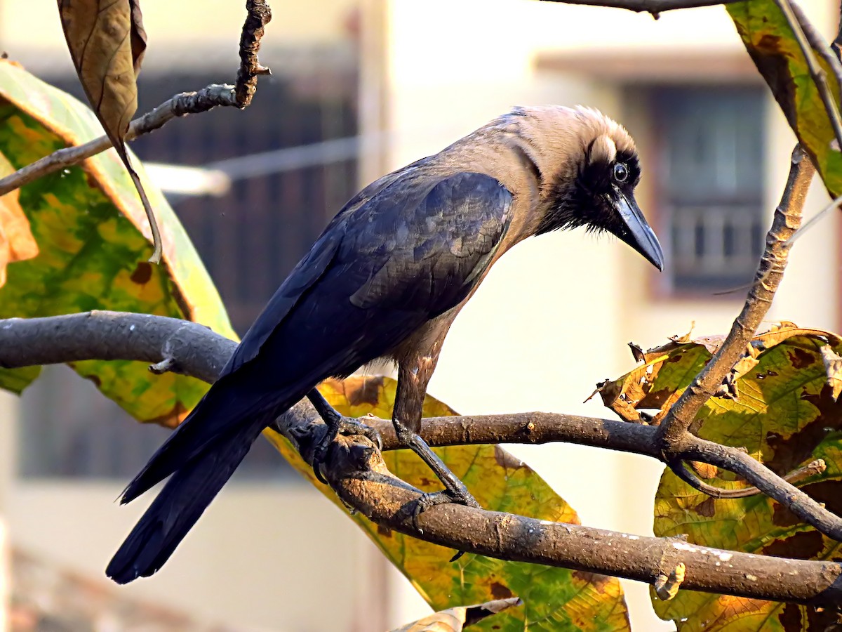 House Crow - ML205857761