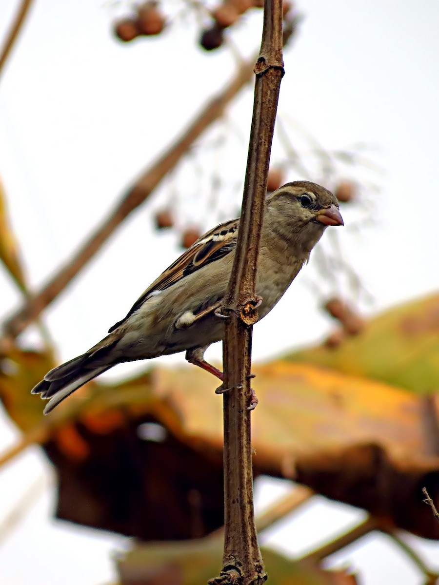 Moineau domestique - ML205857781