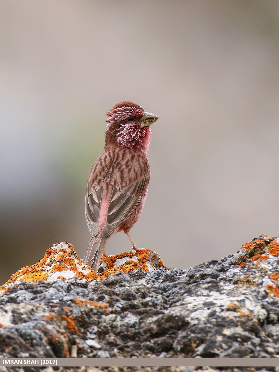 Blyth's Rosefinch - ML205858771