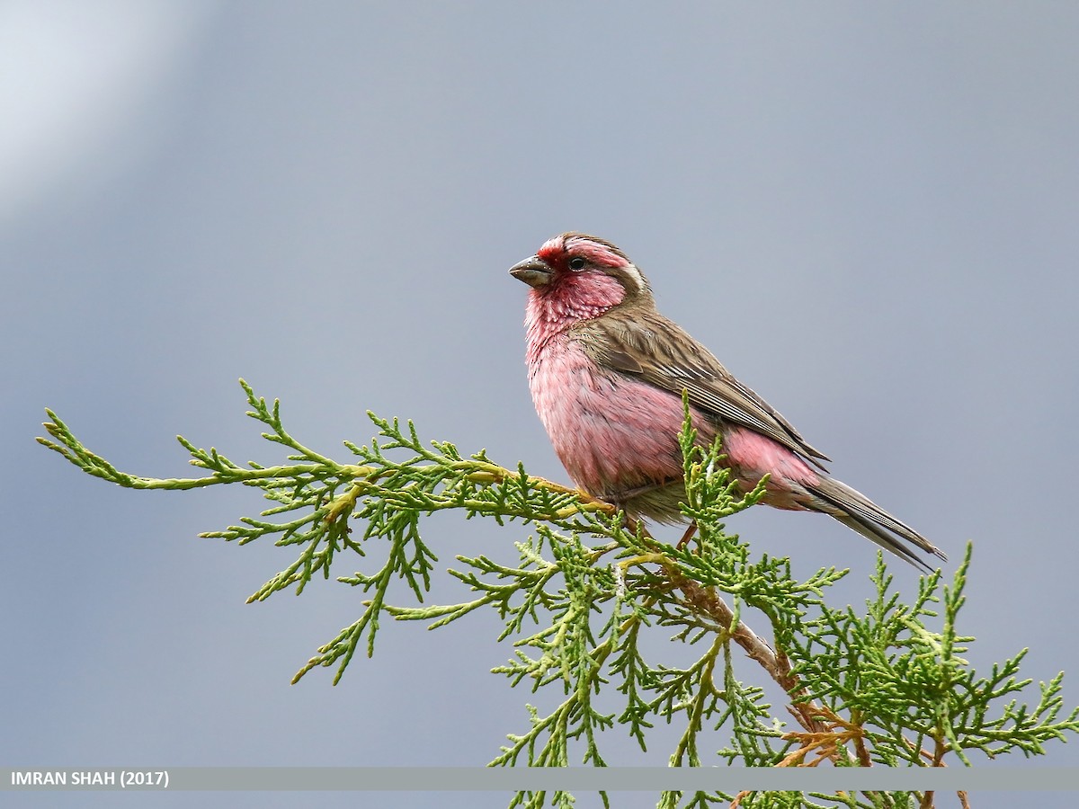 Himalayan White-browed Rosefinch - ML205858791