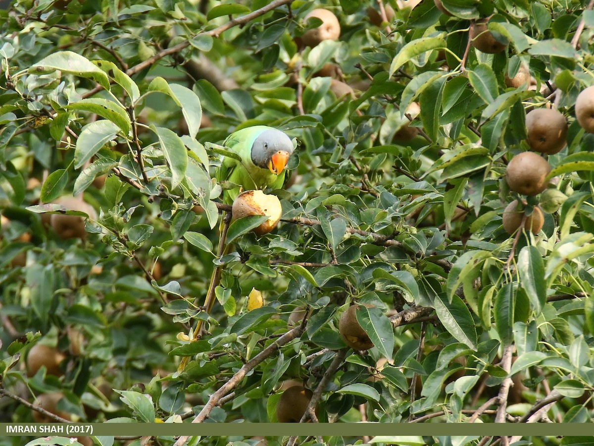 Slaty-headed Parakeet - ML205858971