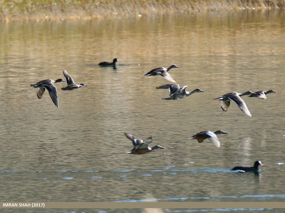 Green-winged Teal - Imran Shah