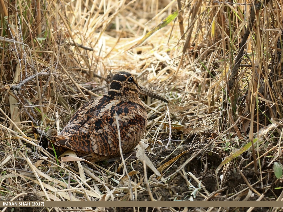 Eurasian Woodcock - ML205859261