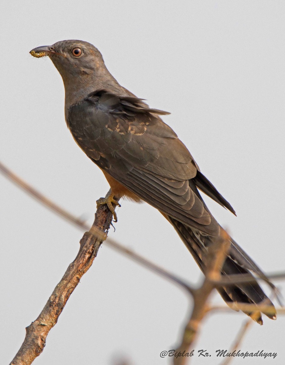 Plaintive Cuckoo - ML205859371